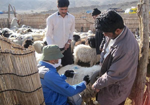 واکسـیناسـیون دام‌ها علیه  آبلـه بـزی در سـیریـک