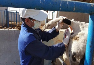 انجام تست سل و بروسلوز در شهرستان سرایان