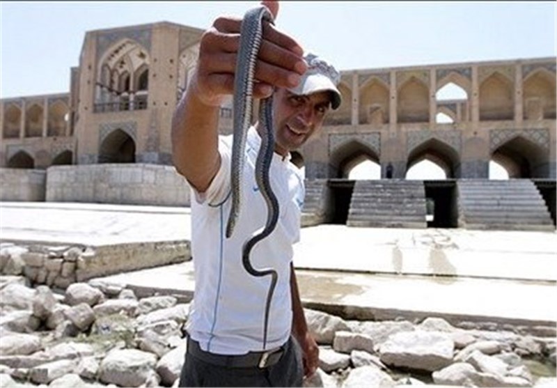 ماجرای عجیب مارهایی که در منازل اصفهانی‌ها جولان می‌دهند!+ تصاویر