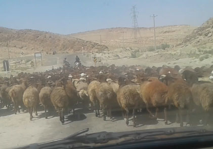 جاده آسفالته محل تردد احشام یا وسیله نقلیه ؟؟! + فیلم
