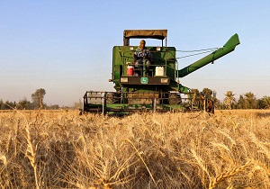 آغاز برداشت گندم و جو از اراضی شهرستان نیر