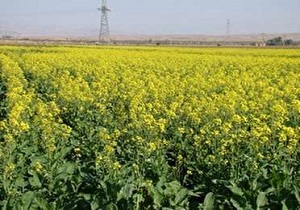 پرداخت40 درصد ازمطالبات کلزاکاران خراسان جنوبی