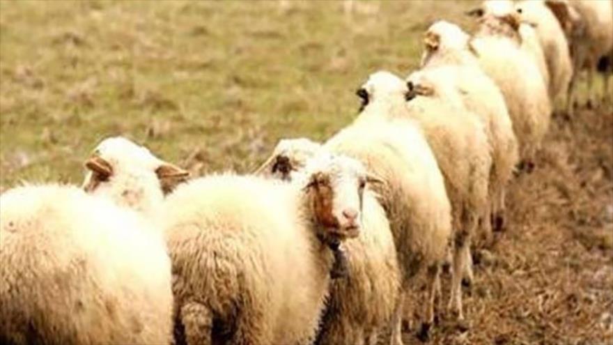 گوسفندها چگونه پرواز می&zwnj;کنند!