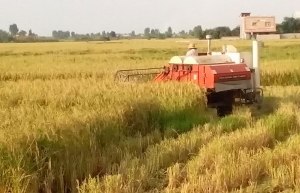 برداشت مکانیزه ۸۰ درصد شالیزار‌های گیلان