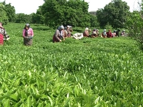 واریز بیش از یک میلیارد تومان از مطالبات چایکاران