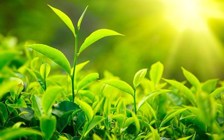 واردات ۲۵۰ میلیون دلاری چای از سریلانکا غیر ممکن است
