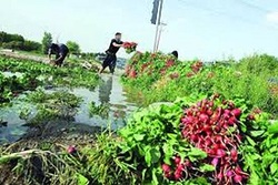 ماشین جالبی که مراحل برداشت تا تهیه تخم کدو را یک تنه انجام می‌دهد! + فیلم