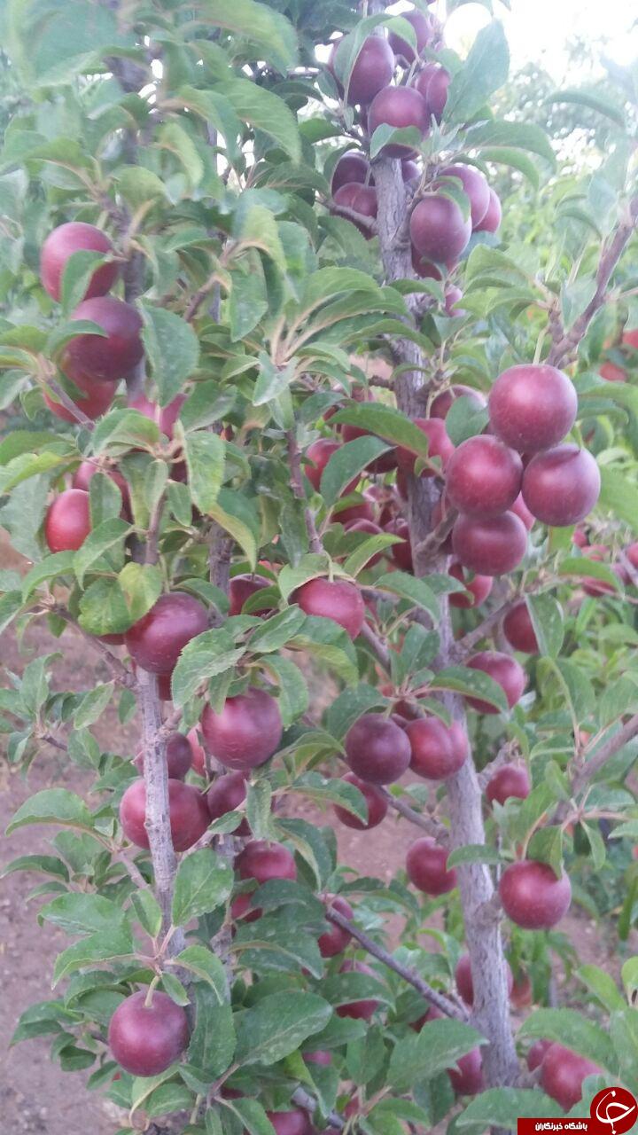 تصاویری از باغ میوه در روستای 