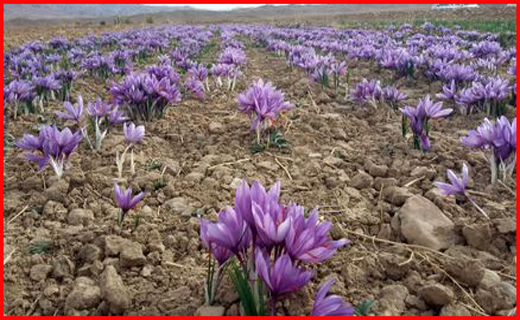 کشت طلای سرخ با چاشنی اراده/جوانان نگویند کار نیست