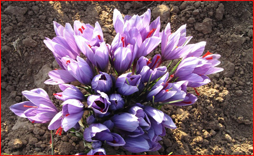 کشت طلای سرخ با چاشنی اراده/جوانان نگویند کار نیست