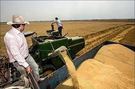 افزایش چشمگیر برداشت جو از مزارع خوشاب