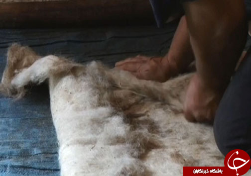 هنر نمدمالی هنری اصیل و دیرینه در بروجرد /  نمد مالی هنری در مسیر فراموشی+ تصاویر