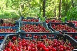 افزایش تولید گیلاس و آلبالو در جغتای