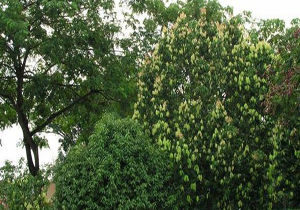 اجرای طرح موسوم به طلای سبز در پاکستان