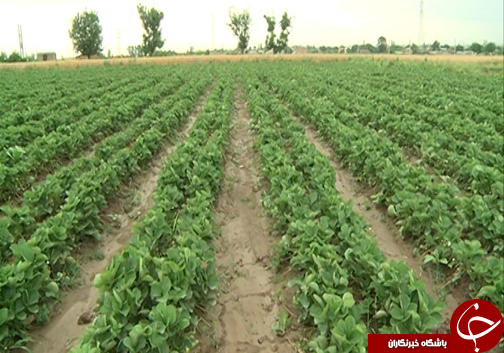 روش&zwnj;های نوین کشاورزی برای صرفه جویی در آب / نقش کشاورزان گلستانی برای نجات از بحران آب چیست؟