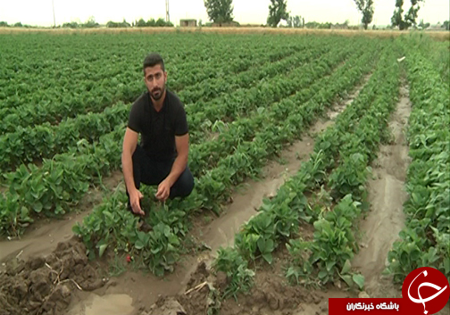 روش&zwnj;های نوین کشاورزی برای صرفه جویی در آب / نقش کشاورزان گلستانی برای نجات از بحران آب چیست؟