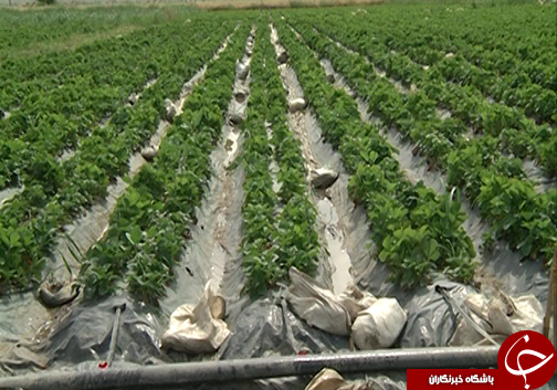 روش&zwnj;های نوین کشاورزی برای صرفه جویی در آب / نقش کشاورزان گلستانی برای نجات از بحران آب چیست؟
