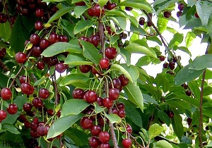 آغاز برداشت گیلاس در فردو/کاهش 85 درصدی محصول