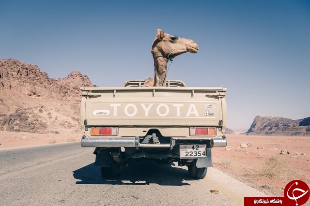 حمل شتر با کامیون در عکس روز نشنال جئوگرافیک