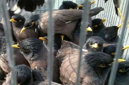 کشف پرندگان قاچاق از یک اتوبوس مسافربری در سبزوار