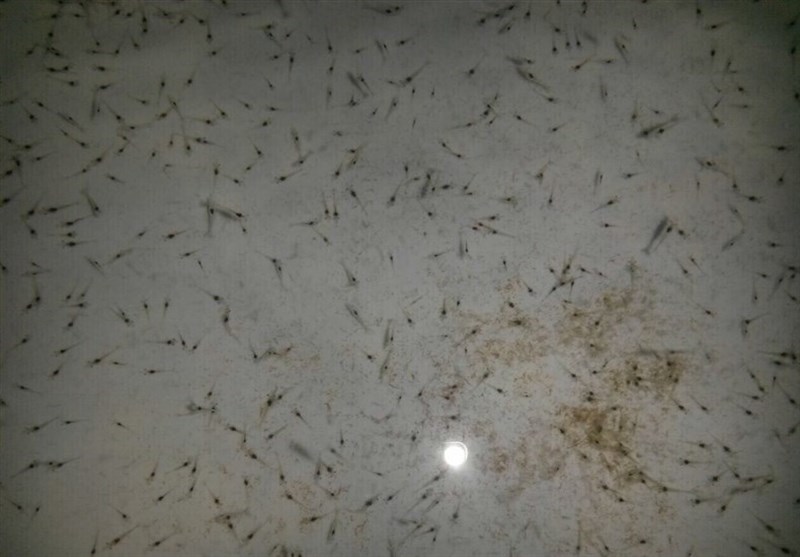 ۶۵۰ میلیون قطعه بچه میگو در استخر&zwnj;های پرورشی ذخیره&zwnj;سازی شده است