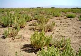 طرح ترسیب کربن در 9 شهرستان خراسان جنوبی اجرا می شود