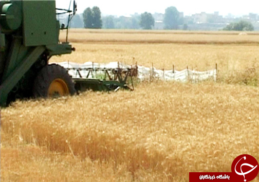 برداشت خوشه های طلایی گندم از مزارع گندم / نارضایتی کشاورزان از نحوه پرداخت بهای گندم + تصاویر