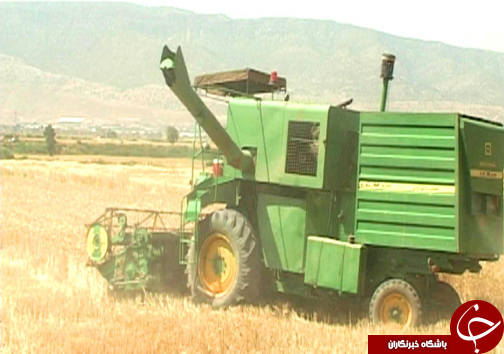 برداشت خوشه های طلایی گندم از مزارع گندم / نارضایتی کشاورزان از نحوه پرداخت بهای گندم + تصاویر