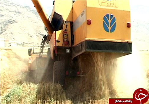 برداشت خوشه های طلایی گندم از مزارع گندم / نارضایتی کشاورزان از نحوه پرداخت بهای گندم + تصاویر