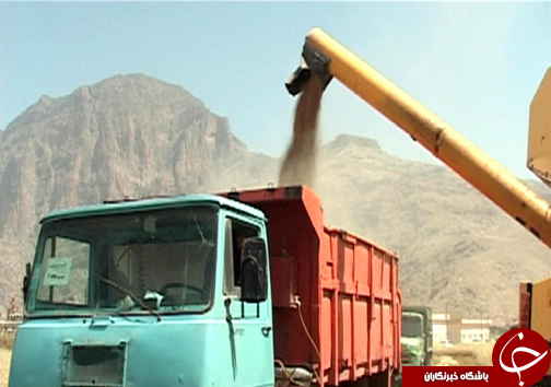 برداشت خوشه های طلایی گندم از مزارع گندم / نارضایتی کشاورزان از نحوه پرداخت بهای گندم + تصاویر
