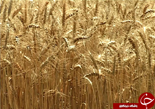 برداشت خوشه های طلایی گندم از مزارع گندم / نارضایتی کشاورزان از نحوه پرداخت بهای گندم + تصاویر