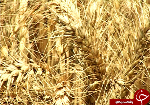 برداشت خوشه های طلایی گندم از مزارع گندم / نارضایتی کشاورزان از نحوه پرداخت بهای گندم + تصاویر