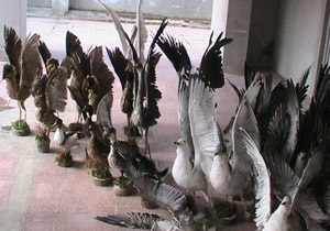 کشف ۱۰قطعه تاکسیدرمی پرندگان در قم