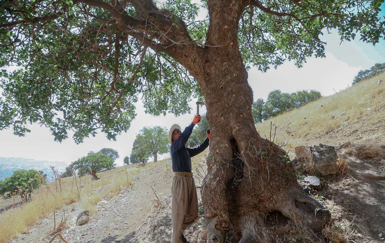 بیش از 5هزار خانوار روستایی از بهره برداری درختان بنه زندگی می گذرانند