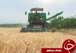 برگزاری جشن شکرگزاری برداشت گندم در خرم آباد