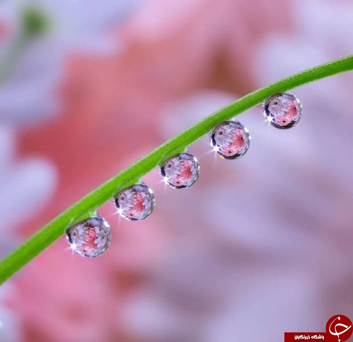 عکس هایی که باور نمی کنید فتوشاپ نیستند