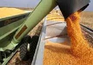 پیش بینی برداشت ۱۲۰ هزار تن گندم از مزارع دیواندره