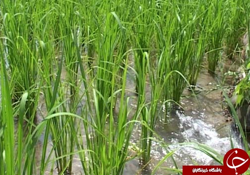 اصلاح الگوی کشت جایگزینی برای مقابله با کم آبی