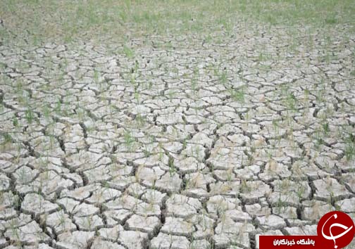 اصلاح الگوی کشت جایگزینی برای مقابله با کم آبی