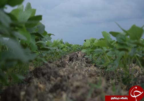 اصلاح الگوی کشت جایگزینی برای مقابله با کم آبی