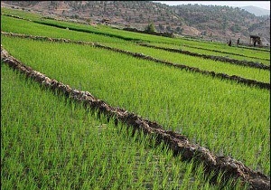 اختصاص بیش از 21 هزار هکتار از اراضی شهرستان اردبیل به کشت بهاره