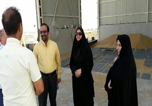 ظرفیت ذخیره سازی ۳۶۰ هزار تن گندم در استان قزوین