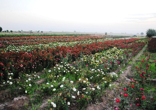گل، هدیه خدا از بهشت