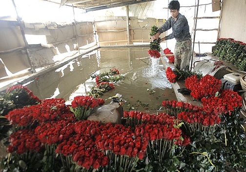 گل، هدیه خدا از بهشت