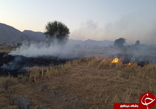 شعله کوچک کبریت کشاورز و تبعات منفی آن