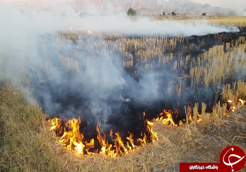 شعله کوچک کبریت کشاورز و تبعات منفی آن