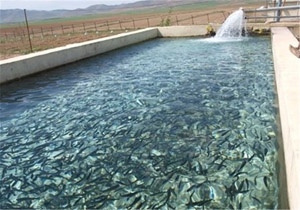 رهاسازی ۵۰۰۰ قطعه بچه ماهی دراستخرپرورش ماهی راور