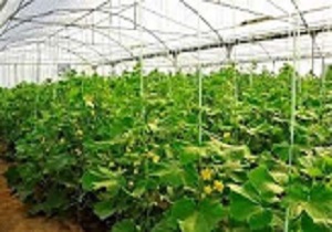 عقد قرار داد با دو شرکت اسپانیایی و اصفهانی برای راه اندازی مدرن ترین گلخانه