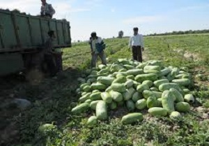 کاهش سطح زیر کشت هندوانه در اردبیل
