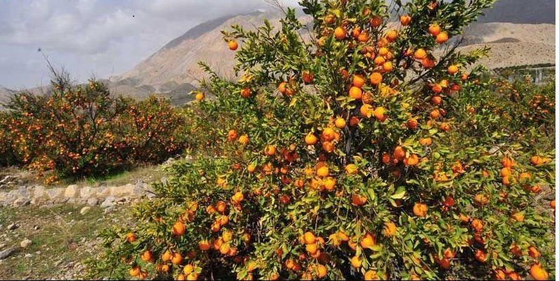 سی&zwnj;آهو در سیاهو
